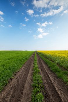 Amazing yellow field of rapeseeds and the blue sky with clouds.