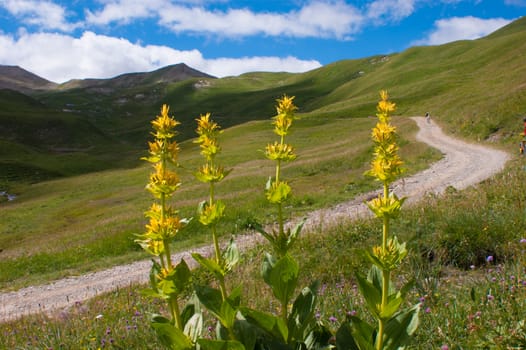 vallon of eyguettes,crevoux,hautes alpes,france