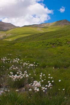 vallon of eyguettes,crevoux,hautes alpes,france