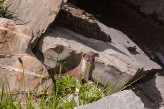 Mustela erminea,crevoux,hautes alpes,france