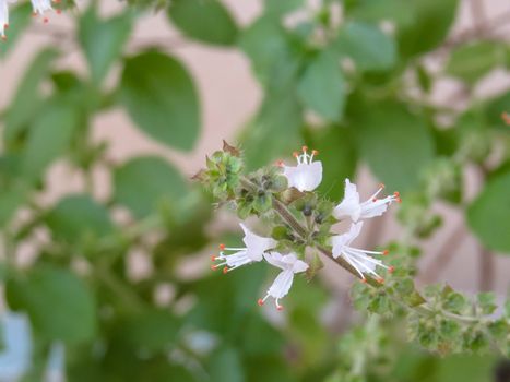 Sprig of basil on white flower close-up and green leaves in the background.