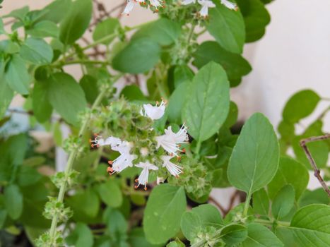 Sprig of basil on white flower close-up and green leaves in the background.