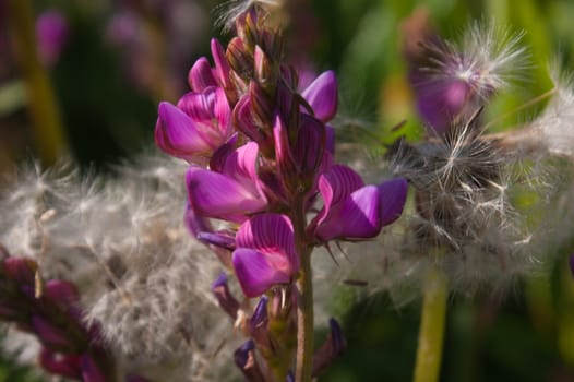 Epilobium,gimillan,cogne,val of aosta,italy