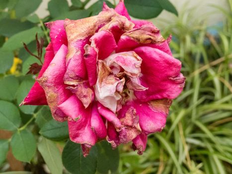Closeup of a withering rose in the garden, with green leaves of rose hips in the background.
