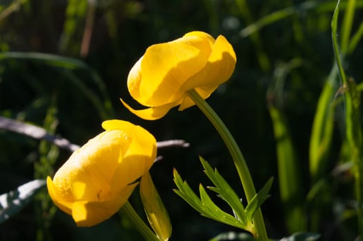 trollius,gimillan,cogne,val of aosta,italy