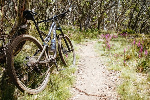 Mt Buller, Australia - December 31, 2015: Cross country mountain bike trails on a hot summer's day