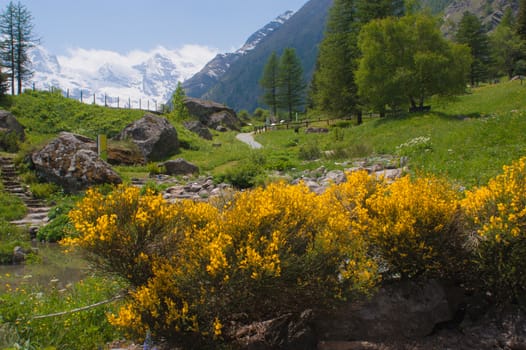 Botanical Garden,valnontey,cogne,val of aosta,italy