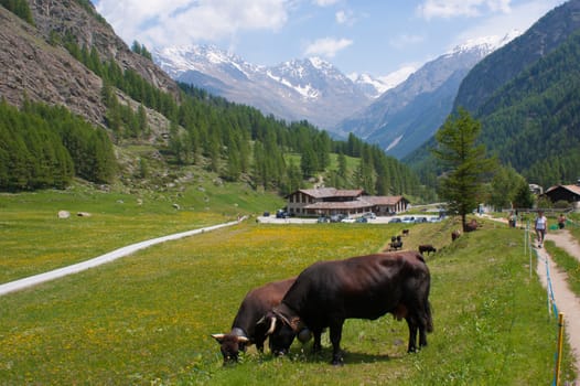 valnontey,cogne, val of aosta,italy