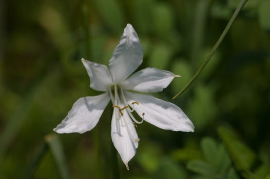 Anthericum,Botanical Garden,valnontey,cogne,val of aosta,italy