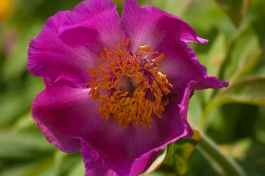 Paeonia,Botanical Garden,valnontey,cogne,val of aosta,italy