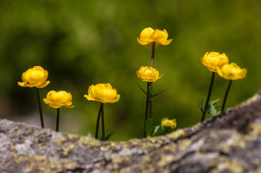 trollius,Botanical Garden,valnontey,cogne,val of aosta,italy