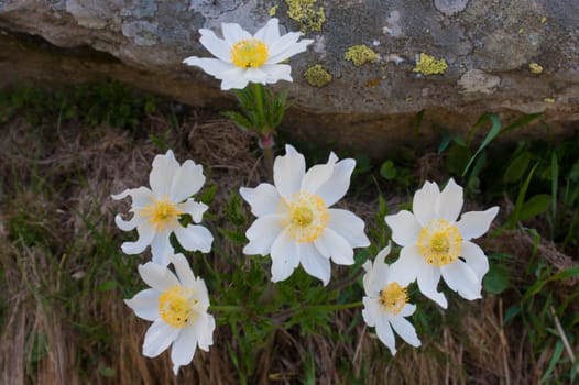 Anemone narcissiflora,grauson,cogne,val of aosta,italy