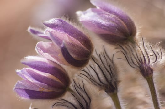 Pulsatilla vernalis,grauson,cogne,val of aosta,italy