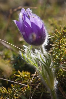 Anemone pulsatilla,grauson,cogne,val of aosta,italy