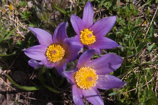 Anemone pulsatilla,grauson,cogne,val of aosta,italy