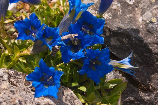 gentiana,Botanical Garden,valnontey,cogne,val of aosta,italy