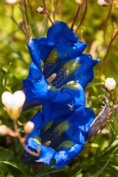 gentiana,Botanical Garden,valnontey,cogne,val of aosta,italy