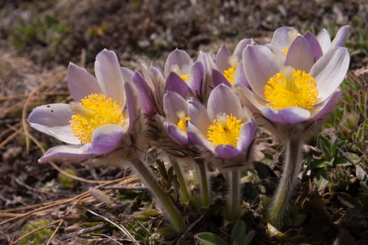 Pulsatilla vernalis,grauson,cogne, val of aosta,italy