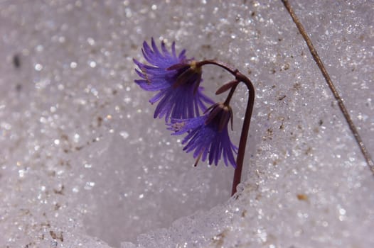 Soldanella alpina,grauson,cogne,val of aosta,italy