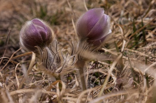 Pulsatilla vernalis,grauson,cogne,val of aosta,italy