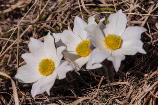 Anemone narcissiflora,grauson,cogne, val of aosta,italy