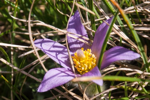 Anemone pulsatilla,grauson,cogne,val of aosta,italy