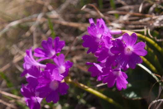 primula,grauson,cogne,val of aosta,italy