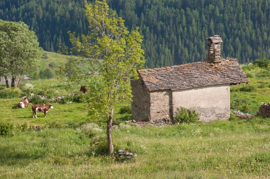 tarabouc,cogne,val of aosta,italy