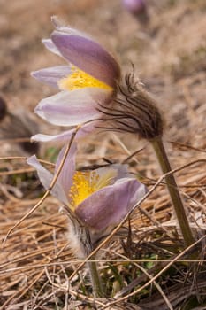 Pulsatilla vernalis,grauson,cogne,val of aosta,italy