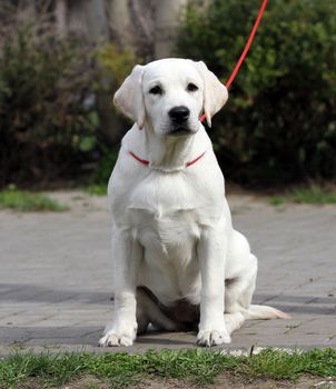 the yellow labrador playing in the park