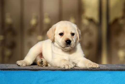 little labrador puppy on a blue background