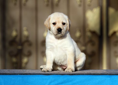 a little labrador puppy on a blue background