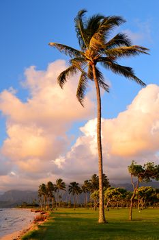 A Palm Tree Sways in the Breeze at Kualoa Beach
