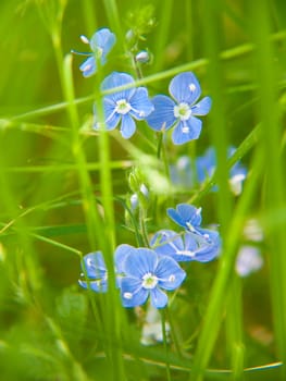 myosotis,haute loire,france