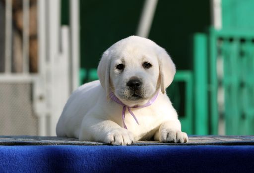 a nice little labrador puppy on a blue background