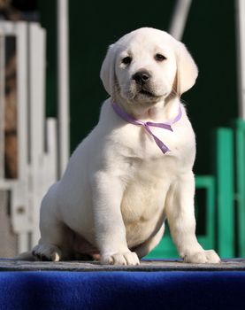 nice little labrador puppy on a blue background