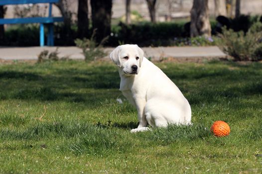 nice yellow labrador playing in the park