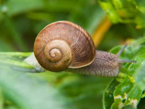 snail,haute loire,france