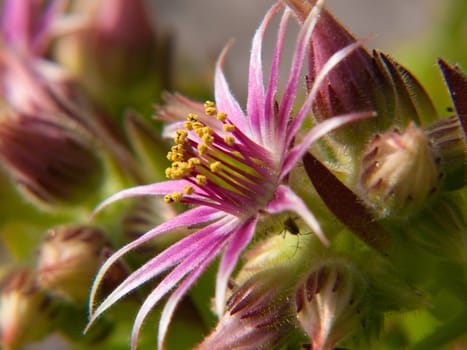 sempervivum