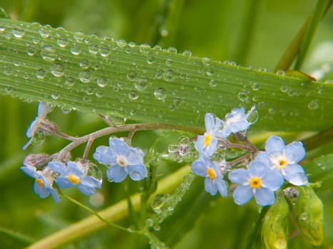 myosotis,haute loire,france