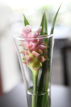 flower in jar