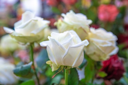 bouquet of colorful fresh roses in flower shop.