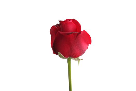 red rose flower isolated in white background