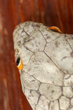 A close up head of a King Cobra. Tanned skin of Ophiophagus hannah. Belt of the most venomous snake on Bali island in Indonesia. Product from leather workshop.