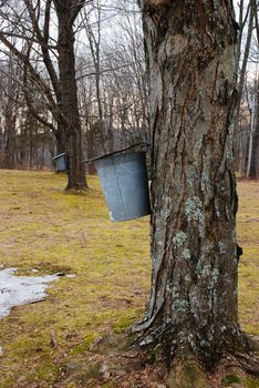 A bucket is attached to a maple trree, collecting sap to be boiled into pure maple syrup
