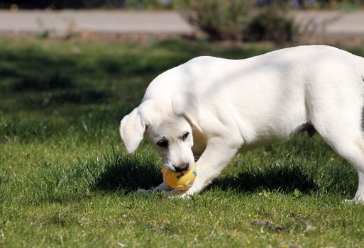 the nice yellow labrador playing in the park