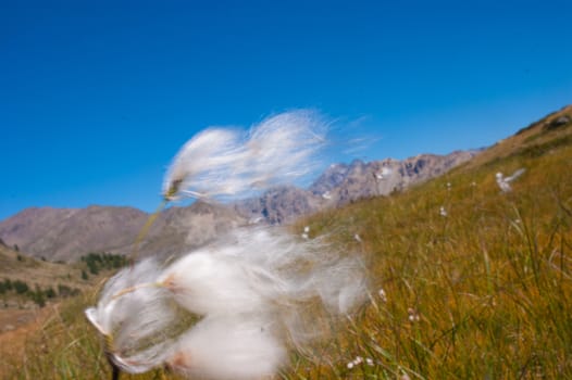 eriophorum,lac cristal,monetier,hautes alpes,france