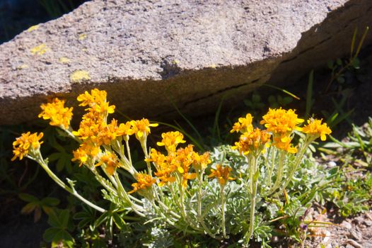 artemisia glacialis,hautes alpes, france