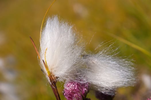 eriophorum,lac cristal,monetier,hautes alpes,france