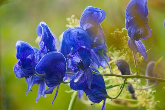 aconitum napellus,vaud,swiss